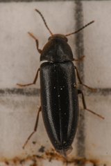 Scotochroa basalis