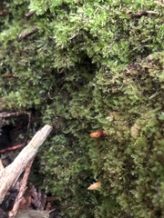 Ophiocordyceps variabilis