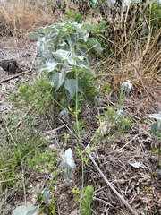 Commicarpus scandens