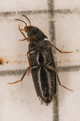 Scotochroa basalis
