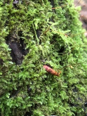 Ophiocordyceps variabilis
