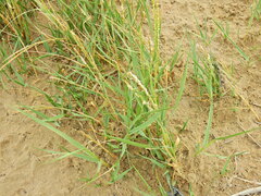 Sporobolus anglicus