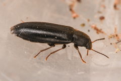 Scotochroa basalis