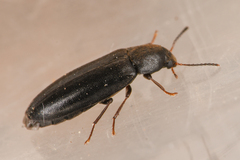 Scotochroa basalis