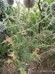 Echinops sphaerocephalus