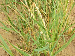 Sporobolus anglicus