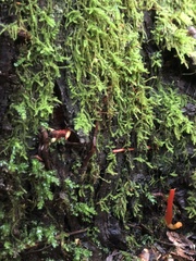 Ophiocordyceps variabilis