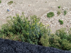 Oenothera glazioviana