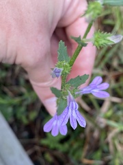 Lobelia brevifolia