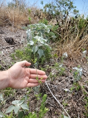 Commicarpus scandens