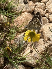 Burnsius communis