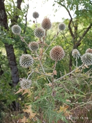 Echinops sphaerocephalus
