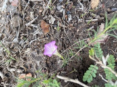 Ipomoea capillacea