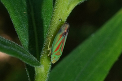 Graphocephala fennahi