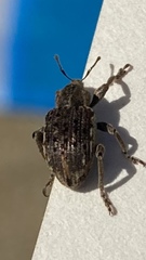 Brachypera zoilus