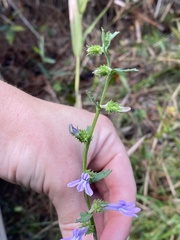 Lobelia brevifolia