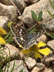 Burnsius communis