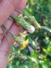 Hypochaeris chillensis