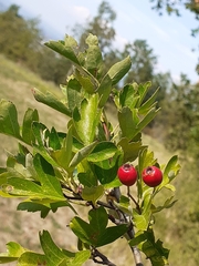 Crataegus
