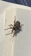 Brachypera zoilus