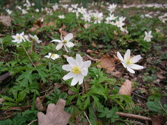 Anemonoides nemorosa