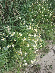 Anthemis arvensis
