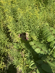 Echinacea