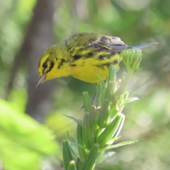 Setophaga discolor