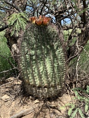 Ferocactus wislizeni