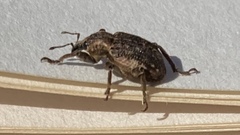 Brachypera zoilus