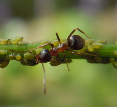 Lasius emarginatus