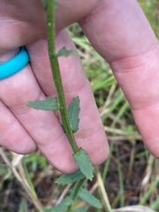 Lobelia brevifolia