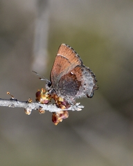 Callophrys henrici