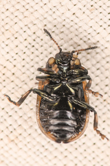 Chrysomelinae