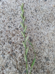 Lolium multiflorum