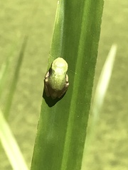 Hyla versicolor