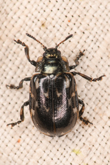 Chrysomelinae