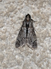 Salma melapastalis