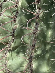 Ferocactus wislizeni