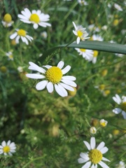 Anthemis arvensis