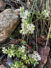Sedum cockerellii