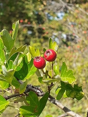 Crataegus