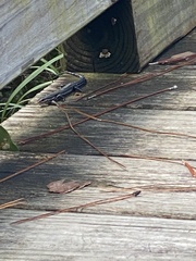 Plestiodon inexpectatus