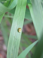 Charidotella succinea