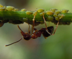 Lasius emarginatus