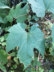 Phyllocnistis vitifoliella