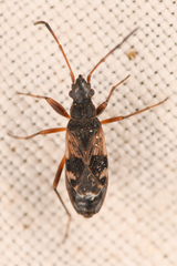 Ligyrocoris