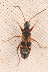 Ligyrocoris
