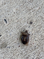 Podisus maculiventris