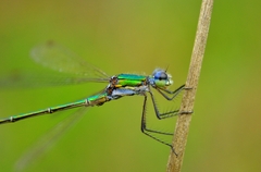 Lestes virens